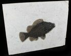 Remarkable Priscacara Serrata Fossil Fish - Wyoming #22446-2